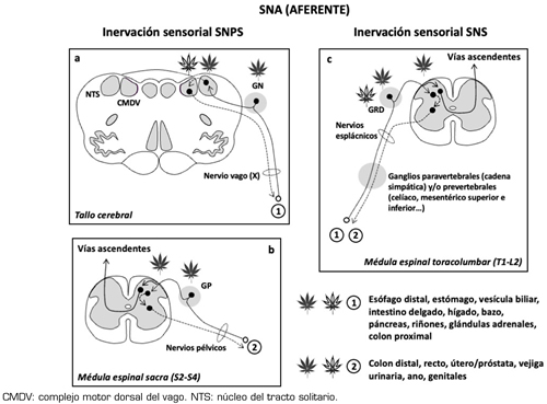 Implicación del sistema cannabinoide endógeno en el alcoholismo